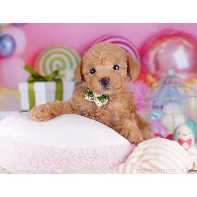 販売中の千葉県のトイプードル-425644の6枚目