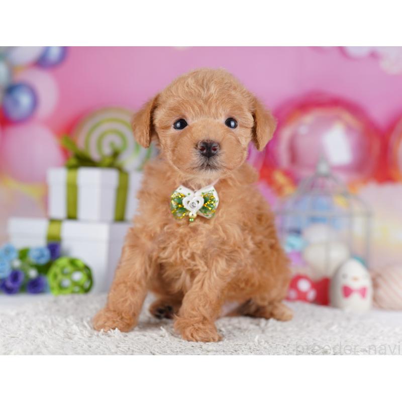 販売中の千葉県のトイプードル-425644の5枚目