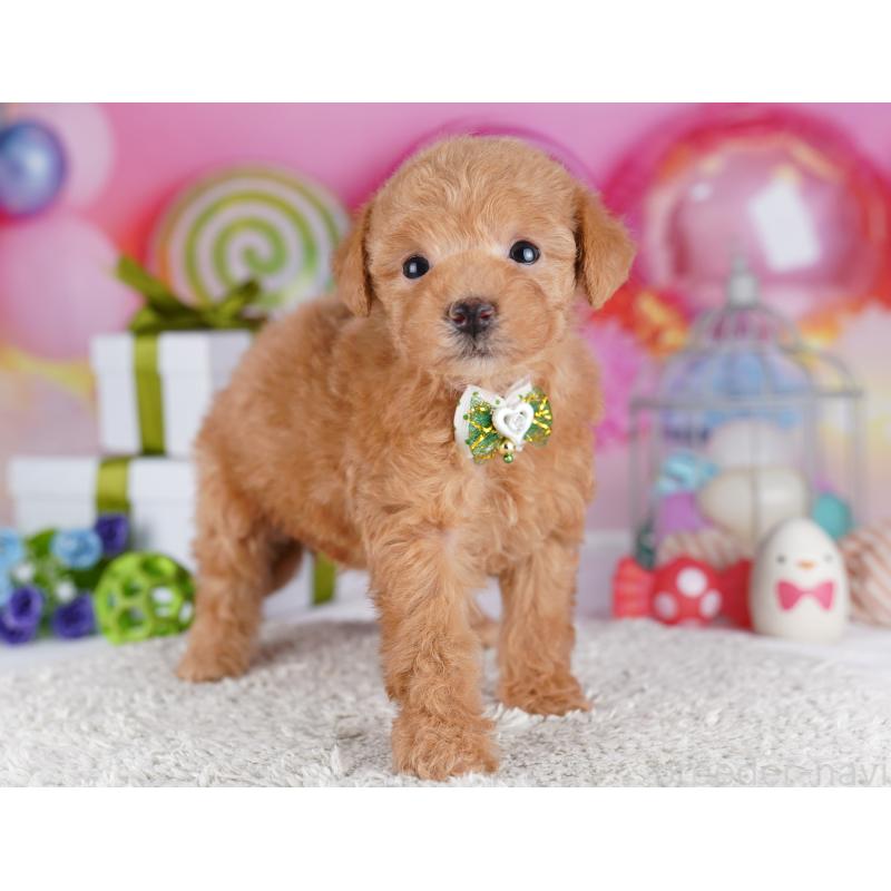 販売中の千葉県のトイプードル-425644の4枚目