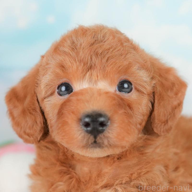 販売中の埼玉県のトイプードル-425647の1枚目