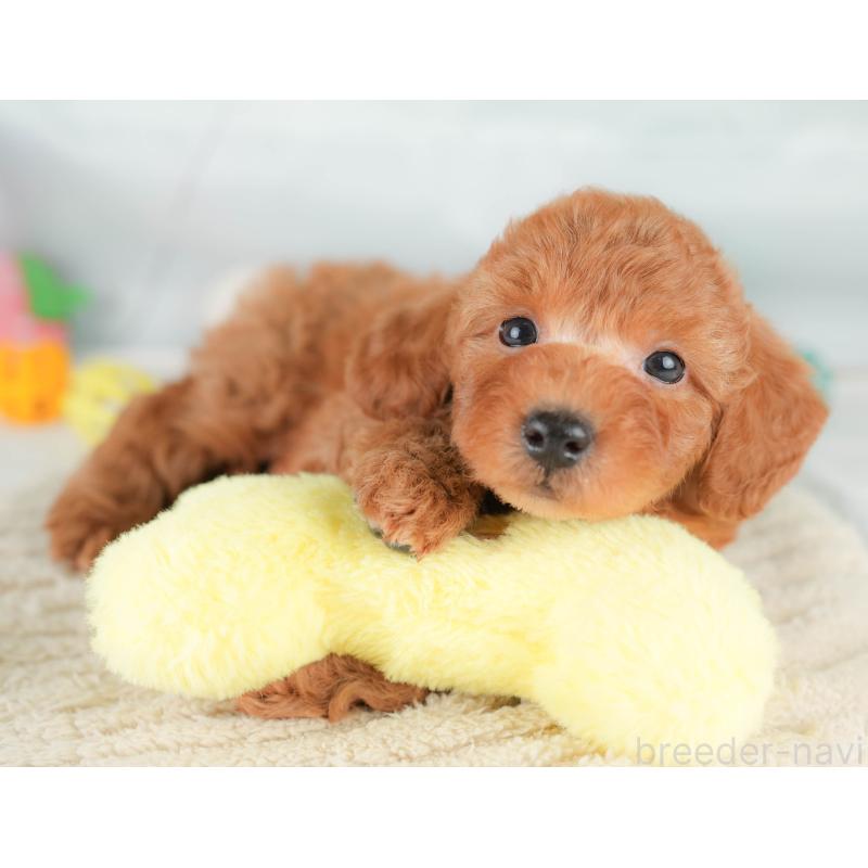 販売中の埼玉県のトイプードル-425647の13枚目