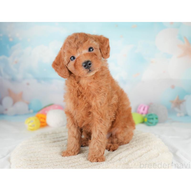 販売中の埼玉県のトイプードル-425647の12枚目