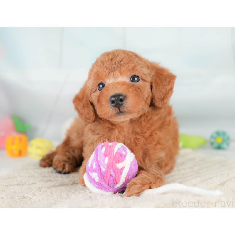 販売中の埼玉県のトイプードル-425647の11枚目