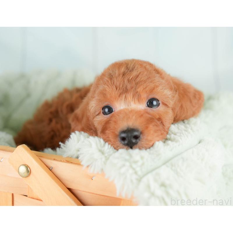 販売中の埼玉県のトイプードル-425647の10枚目