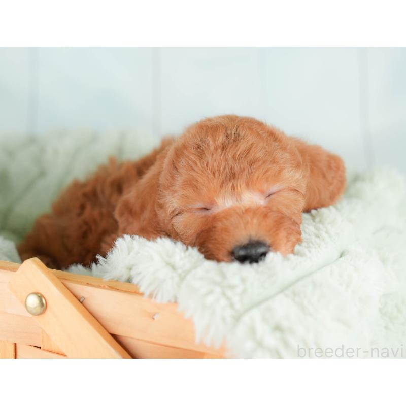 販売中の埼玉県のトイプードル-425647の9枚目