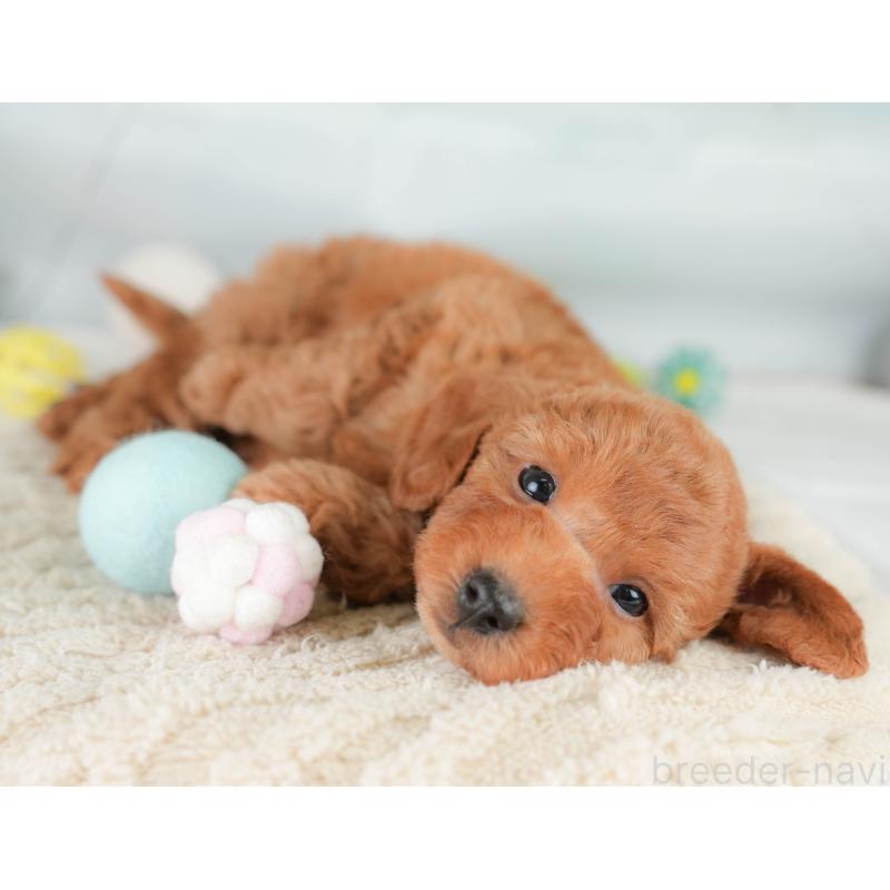 販売中の埼玉県のトイプードル-425647の7枚目