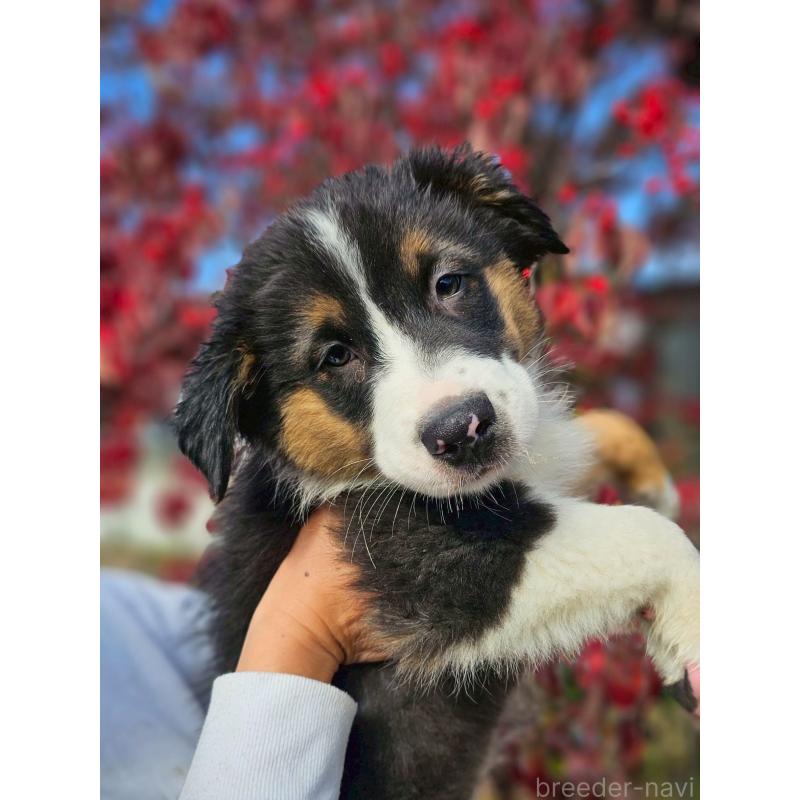 成約済の長野県のオーストラリアンシェパード-413859の1枚目