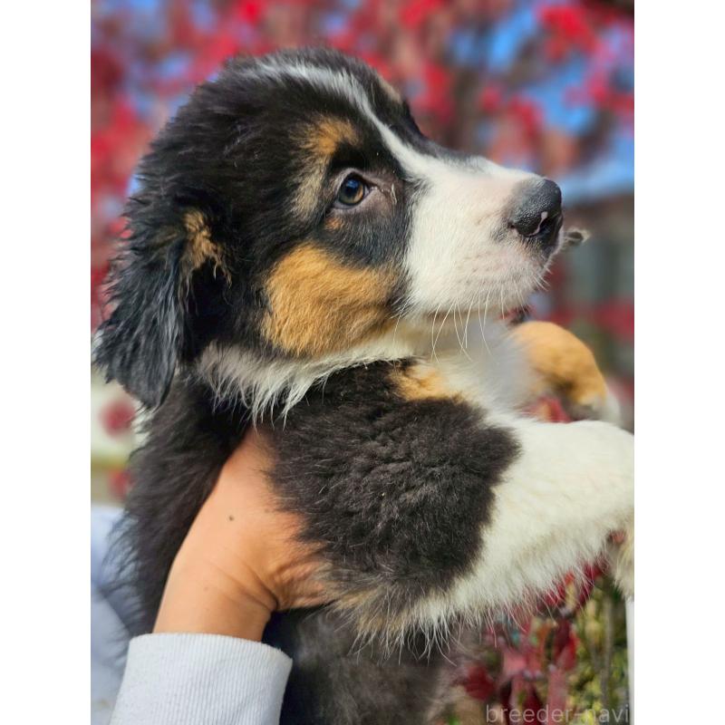 成約済の長野県のオーストラリアンシェパード-413859の2枚目