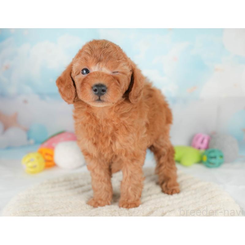 販売中の埼玉県のトイプードル-425647の6枚目