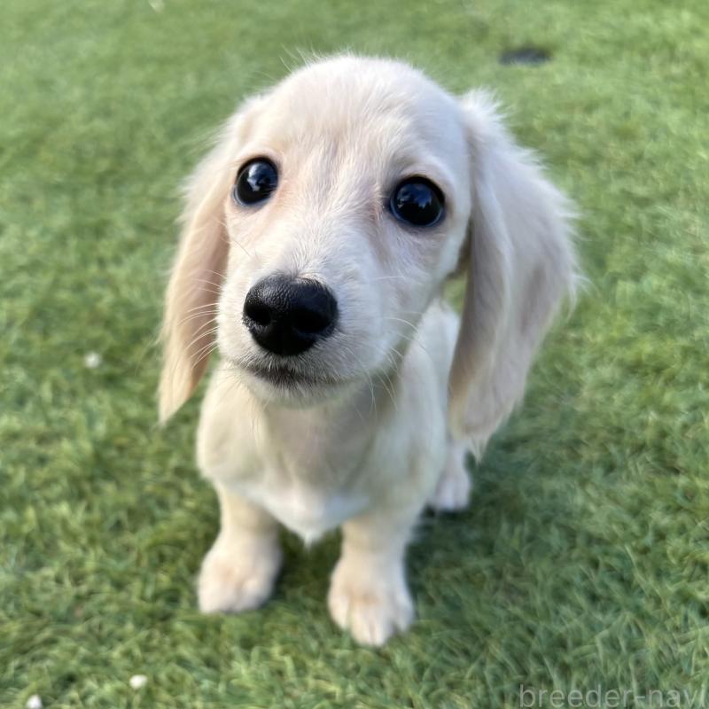 販売中の奈良県のカニンヘンダックスフンド(ロングヘアード)-420126