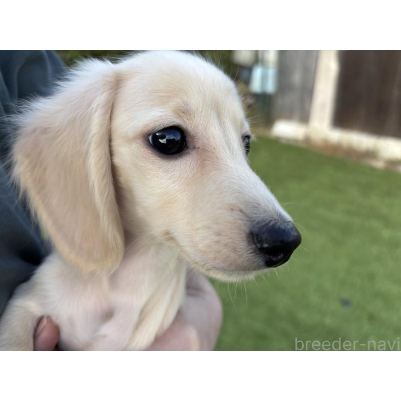 商談中の奈良県のカニンヘンダックスフンド(ロングヘアード)-420126の7枚目