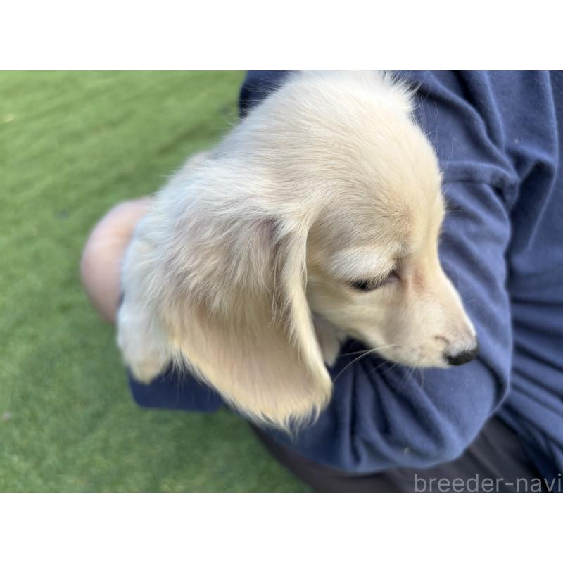 商談中の奈良県のカニンヘンダックスフンド(ロングヘアード)-420126の6枚目