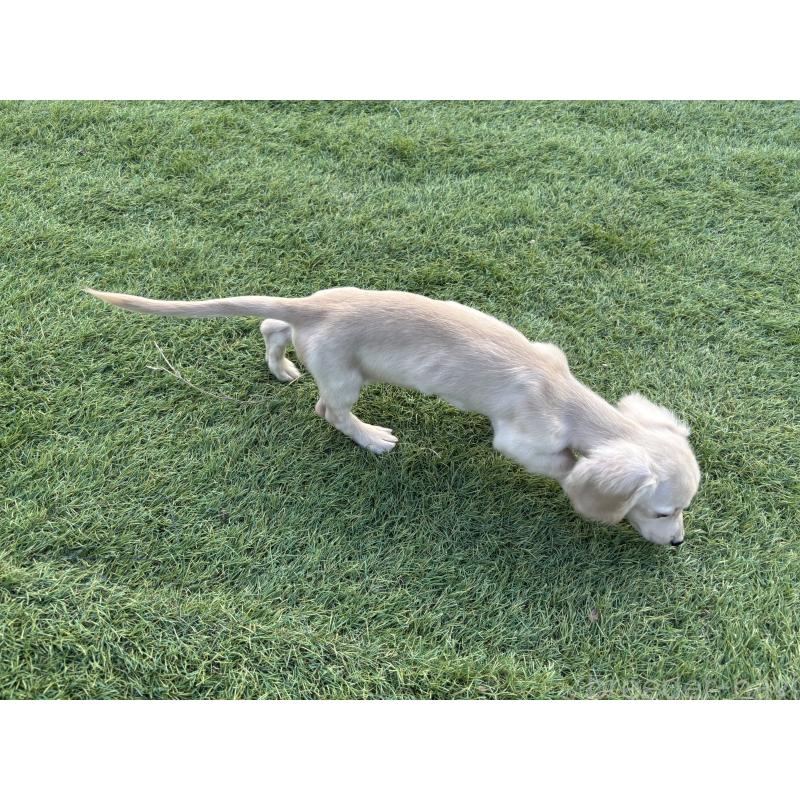 商談中の奈良県のカニンヘンダックスフンド(ロングヘアード)-420126の5枚目