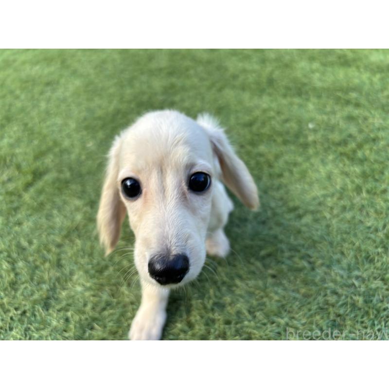 商談中の奈良県のカニンヘンダックスフンド(ロングヘアード)-420126の4枚目