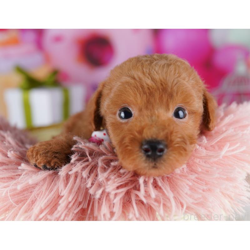 販売中の千葉県のトイプードル-425650の6枚目