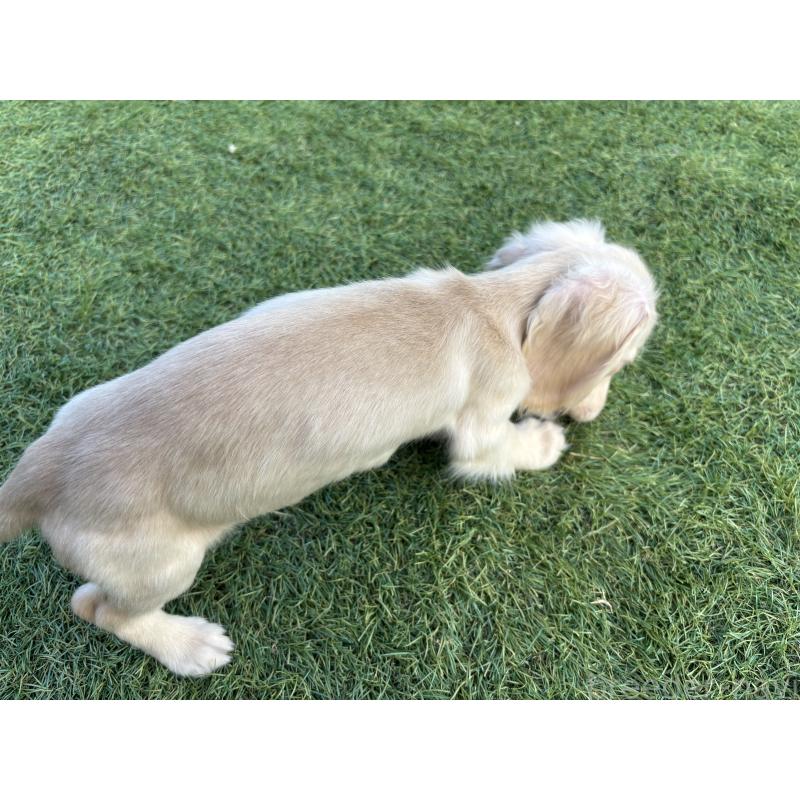 商談中の奈良県のカニンヘンダックスフンド(ロングヘアード)-420126の3枚目