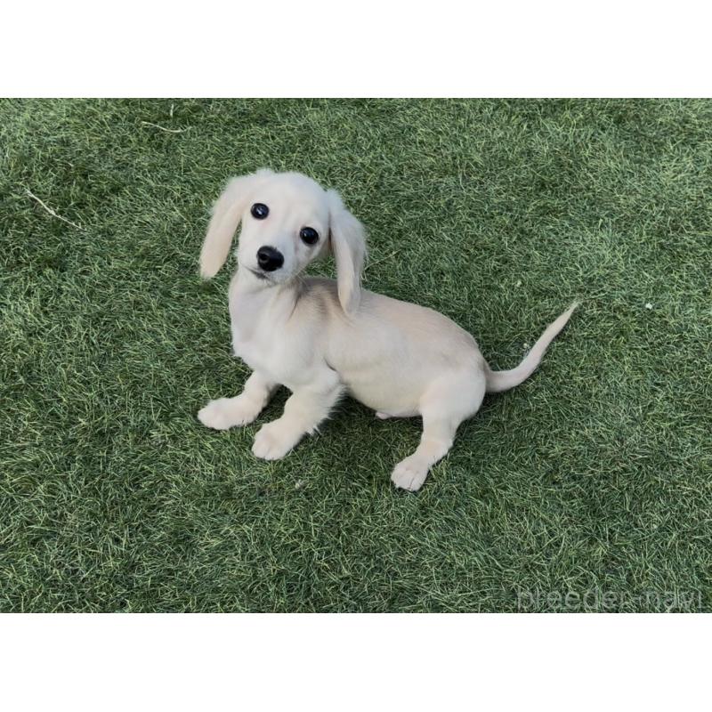 商談中の奈良県のカニンヘンダックスフンド(ロングヘアード)-420126の2枚目