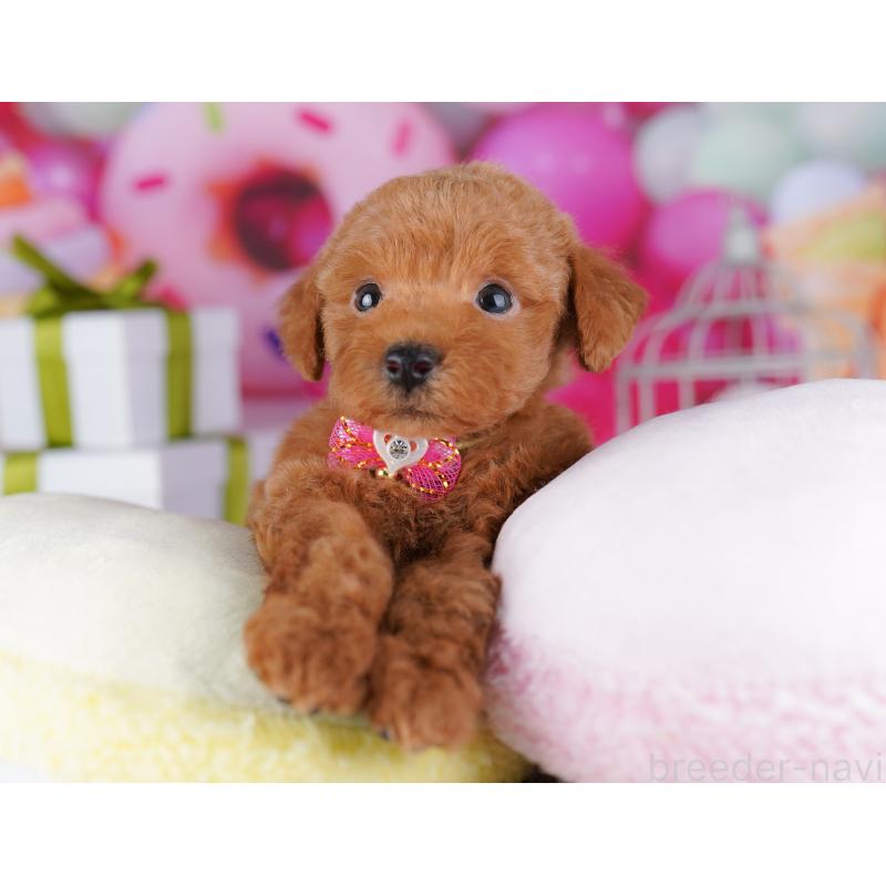 販売中の千葉県のトイプードル-425650の5枚目