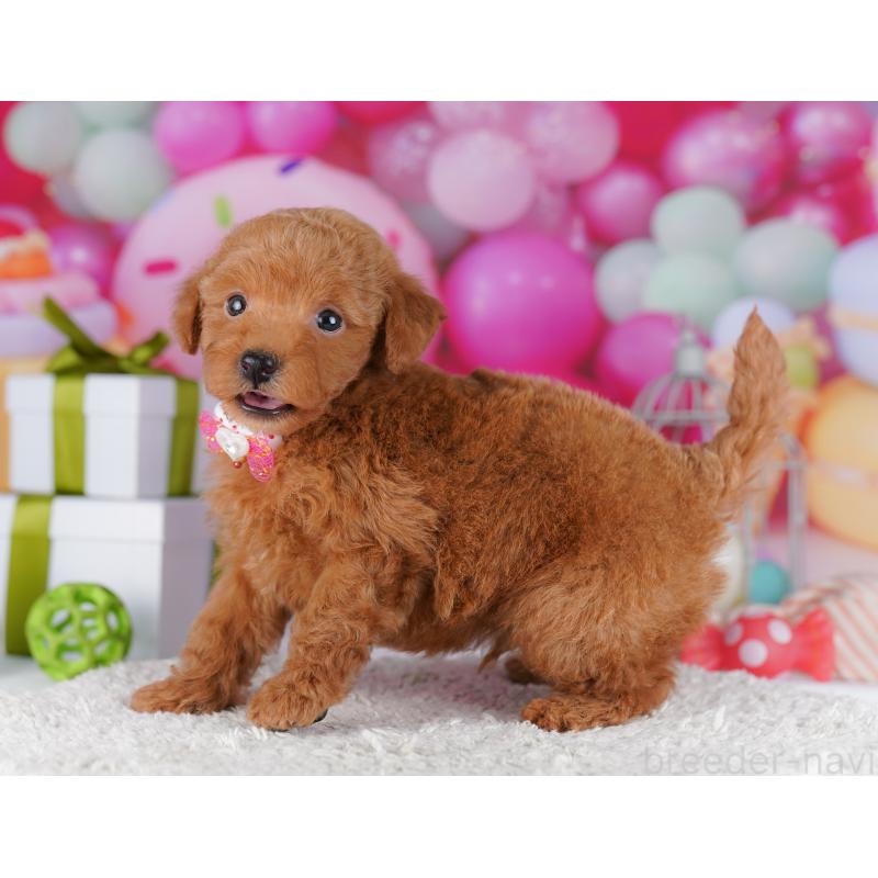 販売中の千葉県のトイプードル-425650の3枚目