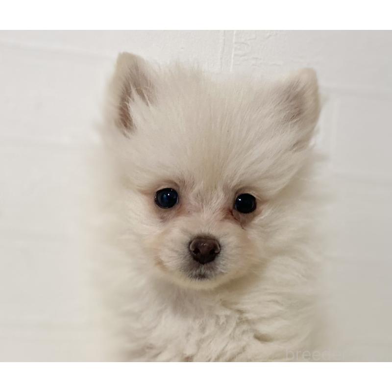 販売中の静岡県のポメチワ:ポメラニアン×チワワ-425654の5枚目