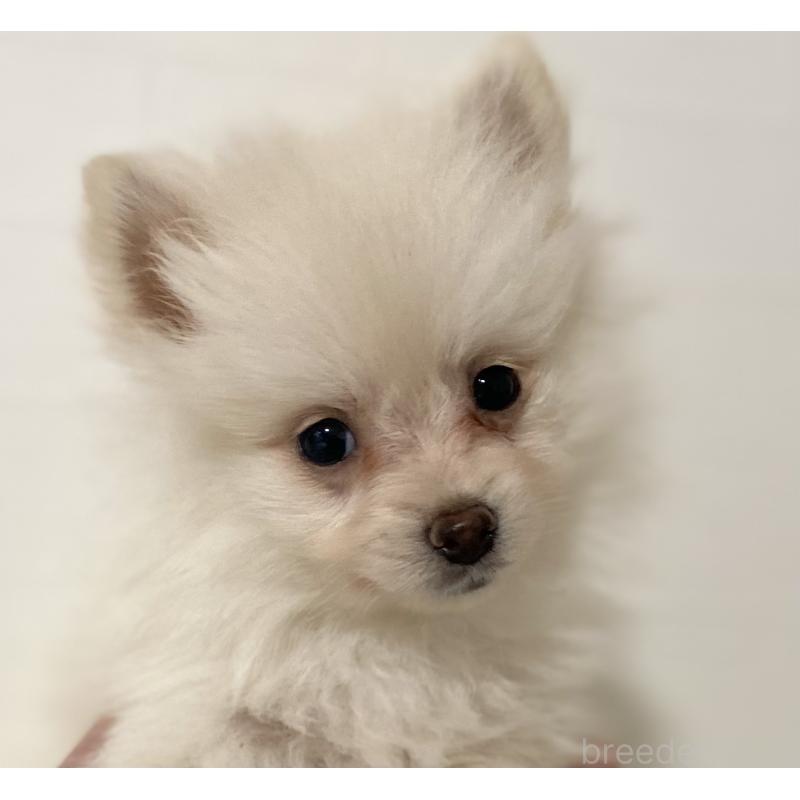 販売中の静岡県のポメチワ:ポメラニアン×チワワ-425654の4枚目