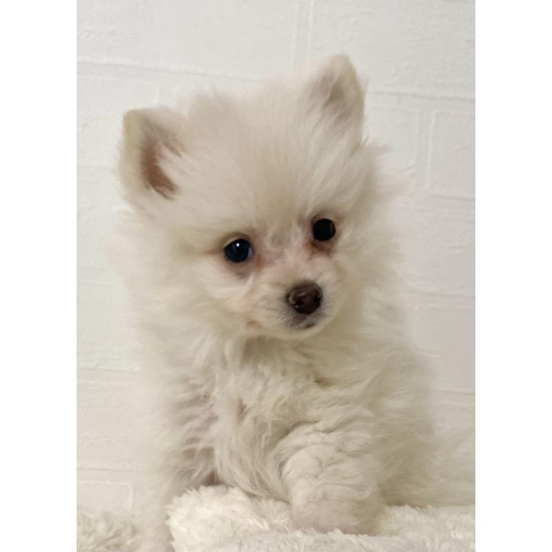販売中の静岡県のポメチワ:ポメラニアン×チワワ-425654の3枚目