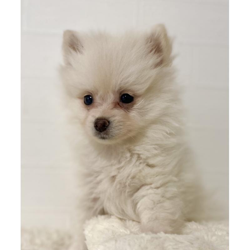 販売中の静岡県のポメチワ:ポメラニアン×チワワ-425654の2枚目