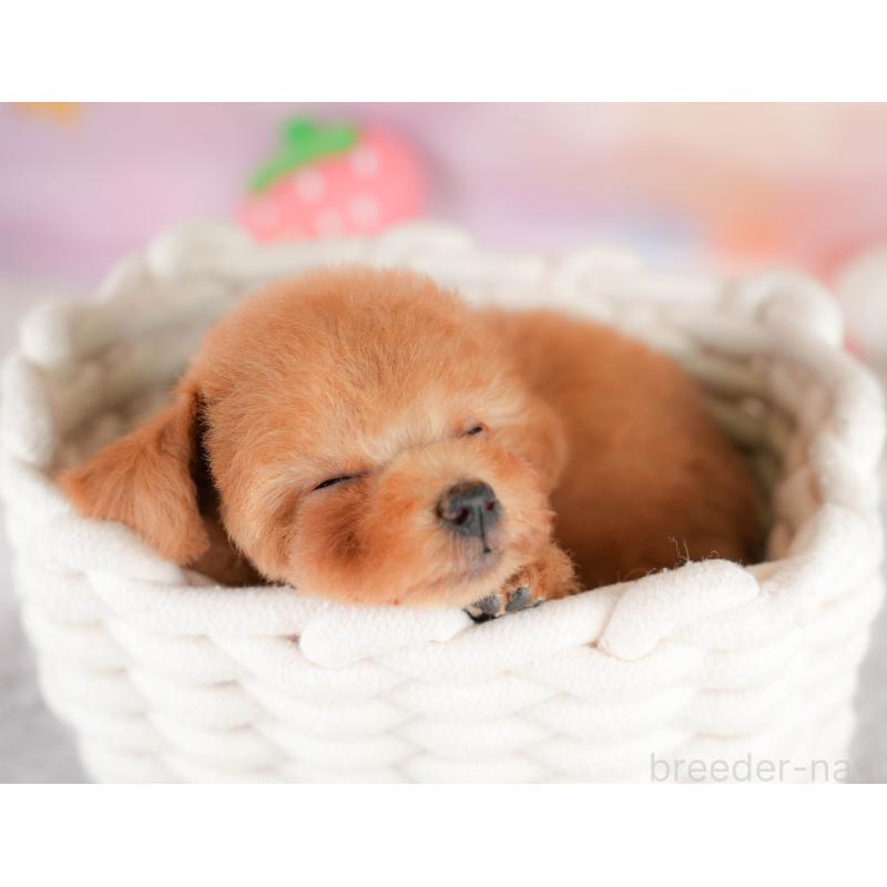 販売中の埼玉県のタイニープードル-425652の9枚目