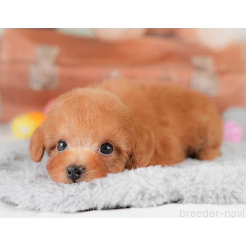 販売中の埼玉県のタイニープードル-425652の7枚目