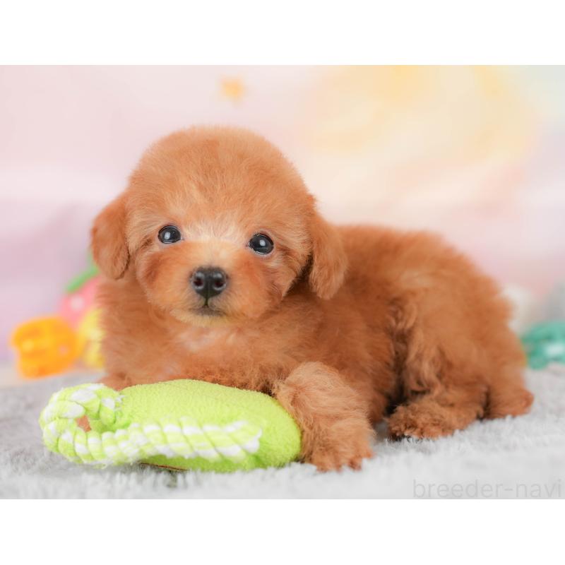 販売中の埼玉県のタイニープードル-425652の6枚目