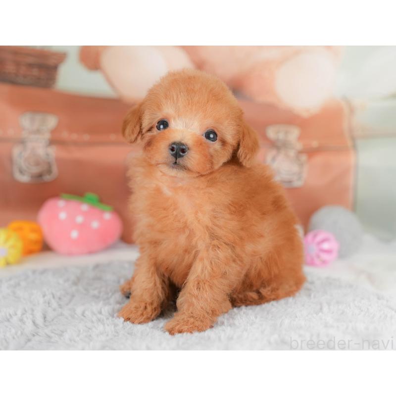 販売中の埼玉県のタイニープードル-425652の5枚目