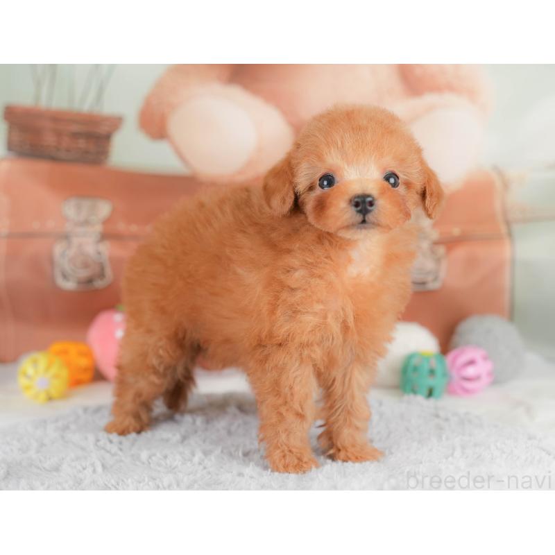 販売中の埼玉県のタイニープードル-425652の4枚目