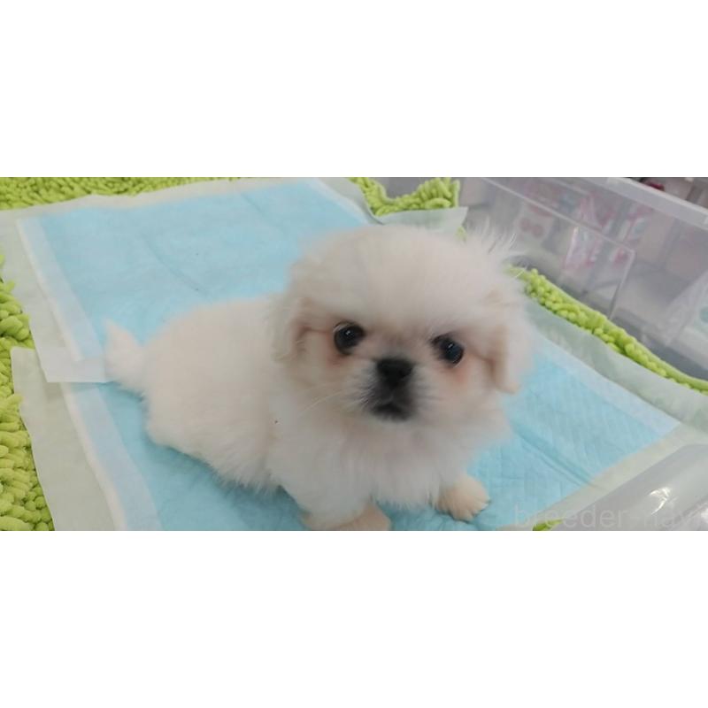 成約済の愛知県のペキニーズ-421245の3枚目