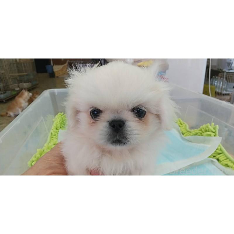 販売中の愛知県のペキニーズ-421245