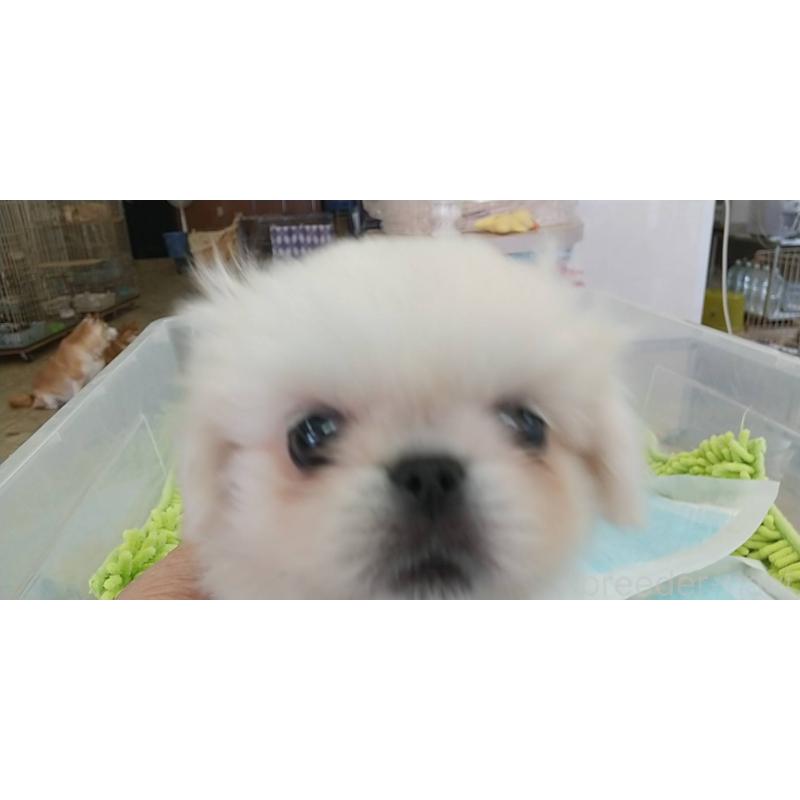 成約済の愛知県のペキニーズ-421245の2枚目