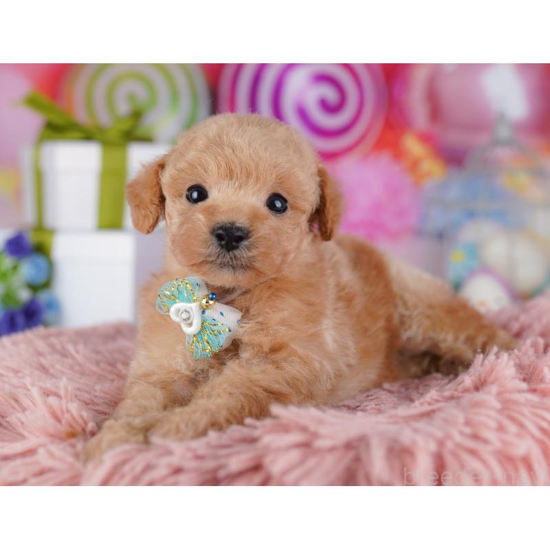 販売中の千葉県のトイプードル-425653