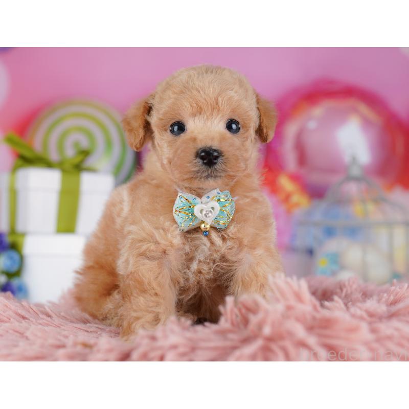 販売中の千葉県のトイプードル-425653の5枚目