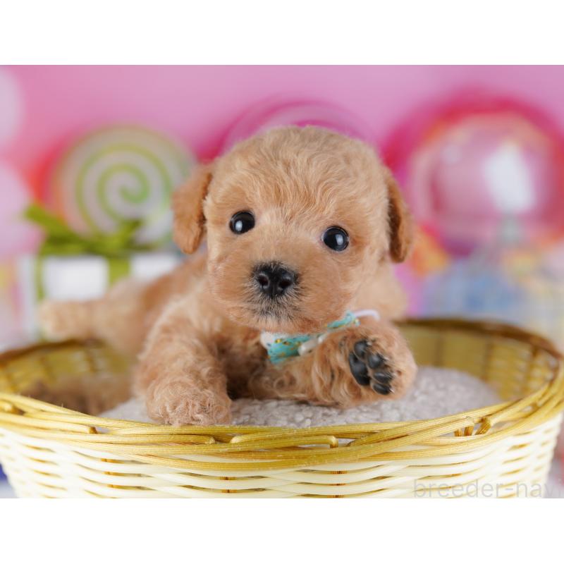 販売中の千葉県のトイプードル-425653の4枚目