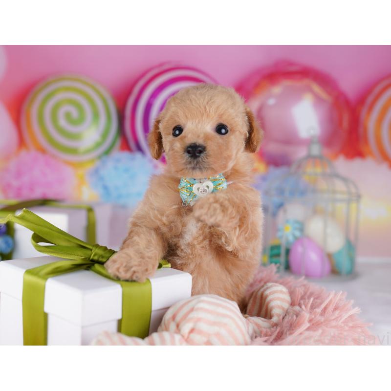 販売中の千葉県のトイプードル-425653の3枚目