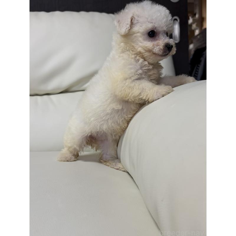 販売中の滋賀県のビションフリーゼ-425661の7枚目