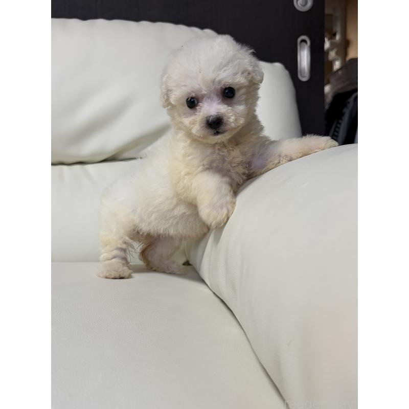 販売中の滋賀県のビションフリーゼ-425661の6枚目