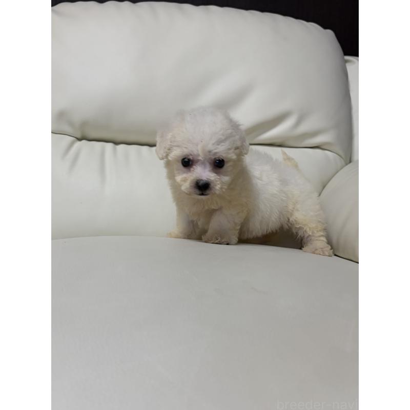 販売中の滋賀県のビションフリーゼ-425661の5枚目