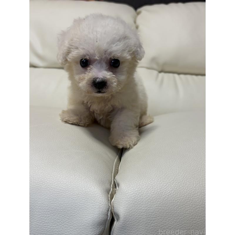 販売中の滋賀県のビションフリーゼ-425661の3枚目