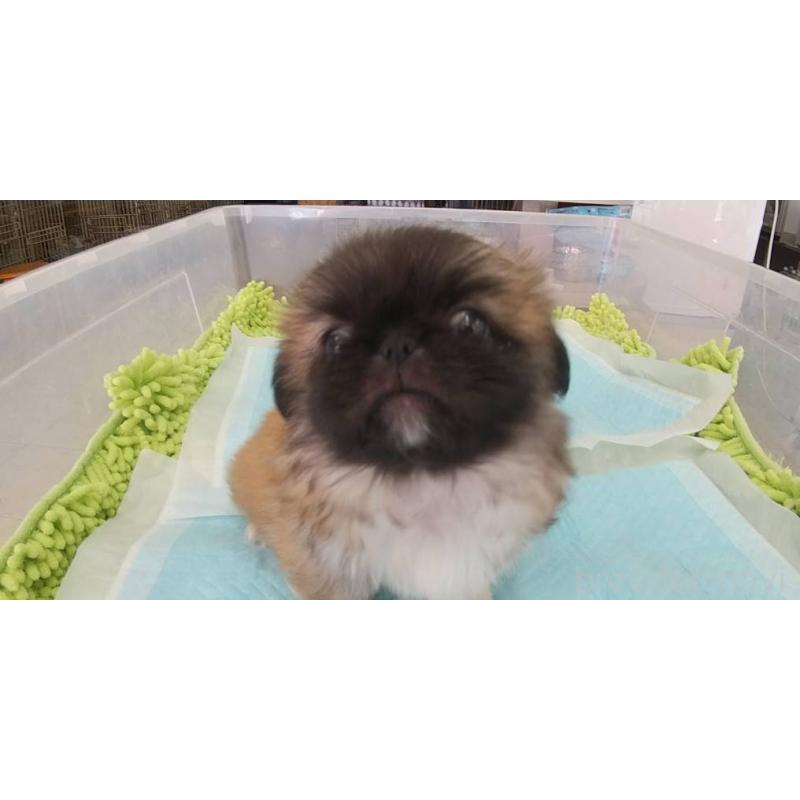 販売中の愛知県のペキニーズ-421247