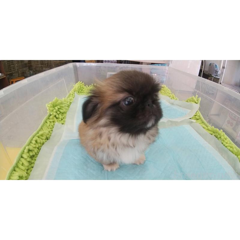 成約済の愛知県のペキニーズ-421247の2枚目