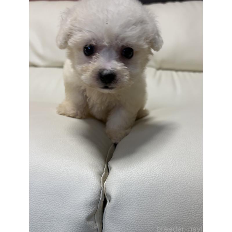 販売中の滋賀県のビションフリーゼ-425661の2枚目