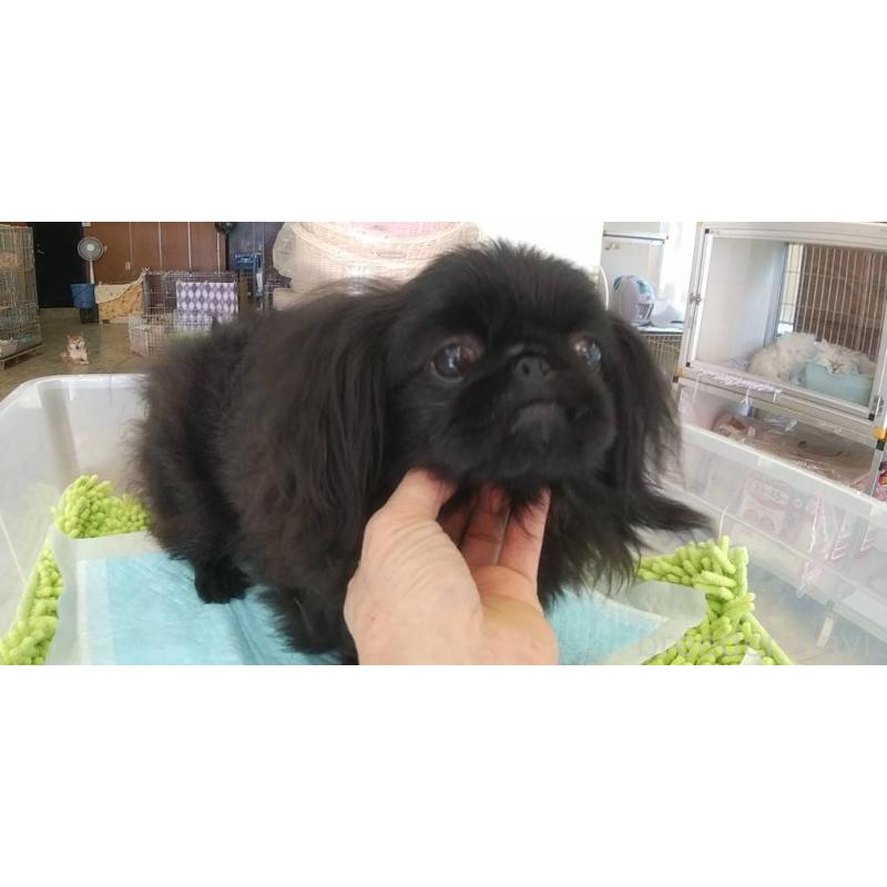 販売中の愛知県のペキニーズ-382289