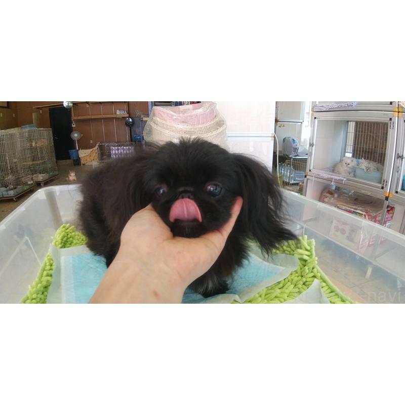 販売中の愛知県のペキニーズ-382289の2枚目