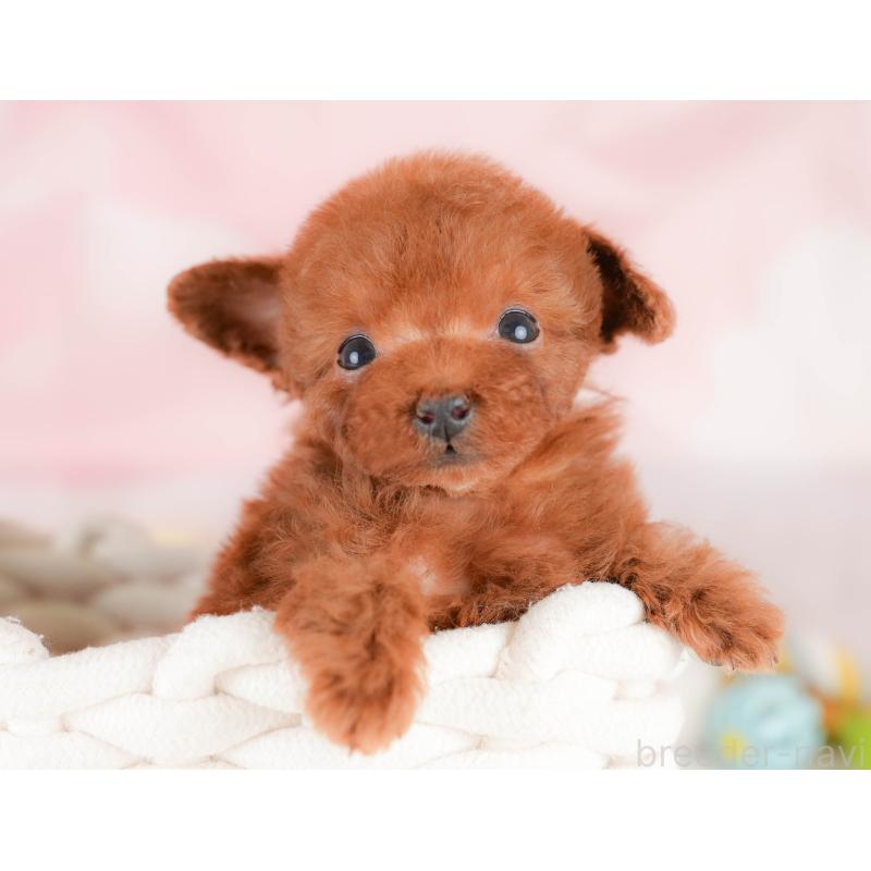 販売中の埼玉県のタイニープードル-425657の10枚目