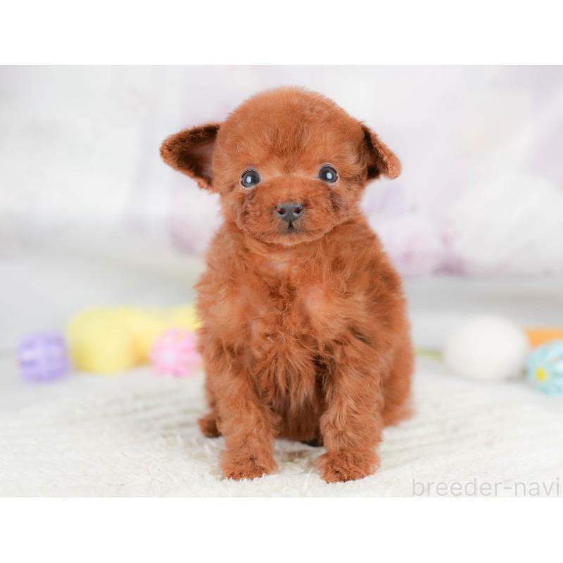 販売中の埼玉県のタイニープードル-425657の9枚目